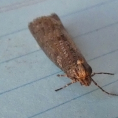 Lepidoscia (genus) ADULT at Boro, NSW - 11 Jul 2023