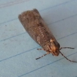 Lepidoscia (genus) ADULT at Boro, NSW - 11 Jul 2023