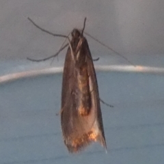 Unidentified Moth (Lepidoptera) at QPRC LGA - 10 Jul 2023 by Paul4K