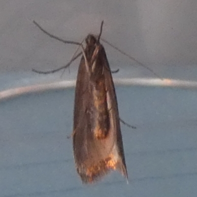 Unidentified Moth (Lepidoptera) at QPRC LGA - 10 Jul 2023 by Paul4K