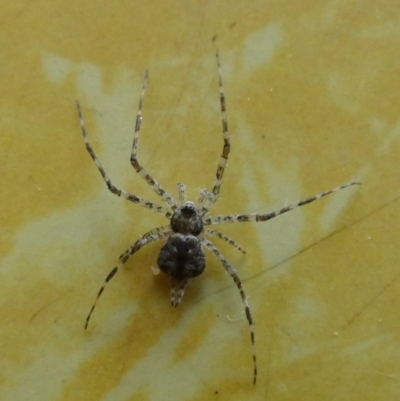 Tamopsis sp. (genus) (Two-tailed spider) at QPRC LGA - 11 Jul 2023 by Paul4K