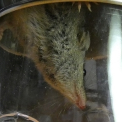 Antechinus agilis at Boro, NSW - 10 Jul 2023