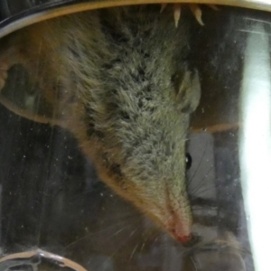 Antechinus agilis at Boro, NSW - 10 Jul 2023