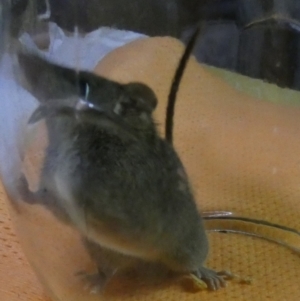 Antechinus agilis at Boro, NSW - 10 Jul 2023