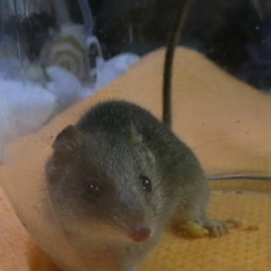 Antechinus agilis at Boro, NSW - 10 Jul 2023