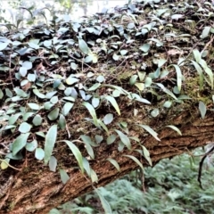Pyrrosia rupestris (Rock Felt Fern) at Biamanga National Park - 11 Jul 2023 by plants