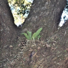 Asplenium australasicum (Bird's Nest Fern, Crow's Nest Fern) at Biamanga National Park - 11 Jul 2023 by plants