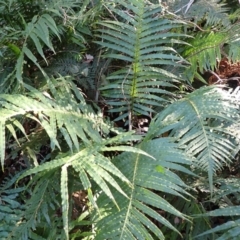 Blechnum cartilagineum (Gristle Fern) at Box Cutting Rainforest Walk - 11 Jul 2023 by plants