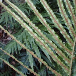 Blechnum cartilagineum at Kianga, NSW - suppressed