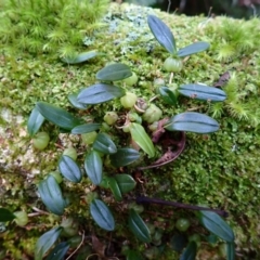 Bulbophyllum exiguum (Tiny Strand Orchid) at Box Cutting Rainforest Walk - 11 Jul 2023 by plants