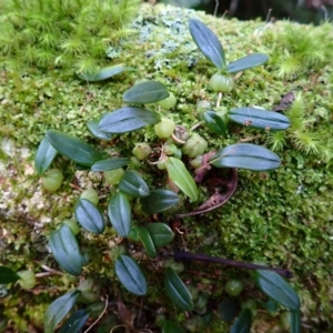 Bulbophyllum exiguum at Kianga, NSW - suppressed