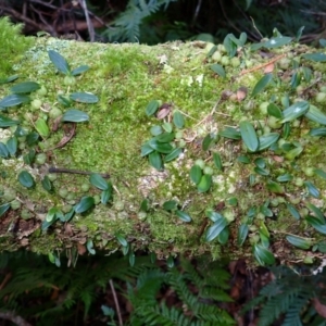 Bulbophyllum exiguum at Kianga, NSW - suppressed