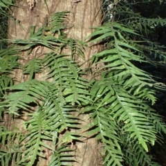 Microsorum scandens (Fragrant Fern) at Kianga, NSW - 11 Jul 2023 by plants