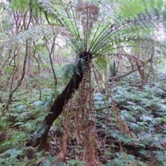 Dicksonia antarctica (Soft Treefern) at Kianga, NSW - 11 Jul 2023 by plants