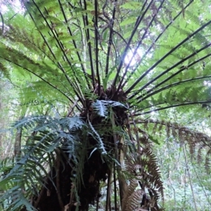 Dicksonia antarctica at Kianga, NSW - 12 Jul 2023