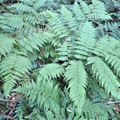 Diplazium australe (Austral Lady Fern) at Kianga, NSW - 11 Jul 2023 by plants