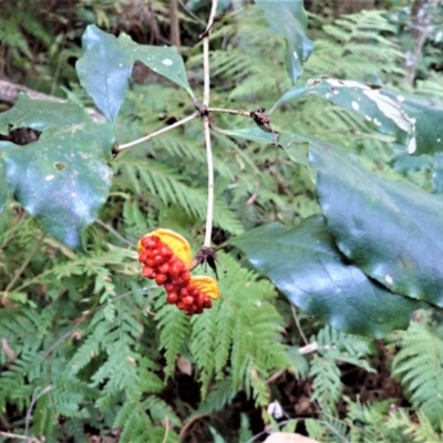 Pittosporum revolutum (Large-fruited Pittosporum) at Bodalla State Forest - 12 Jul 2023 by plants