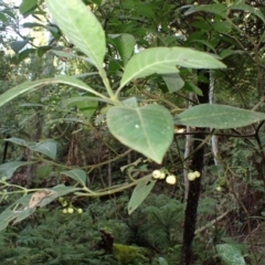 Psychotria loniceroides (Hairy Psychotria) at Bodalla State Forest - 12 Jul 2023 by plants