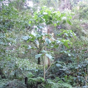 Dendrocnide excelsa at Kianga, NSW - 12 Jul 2023