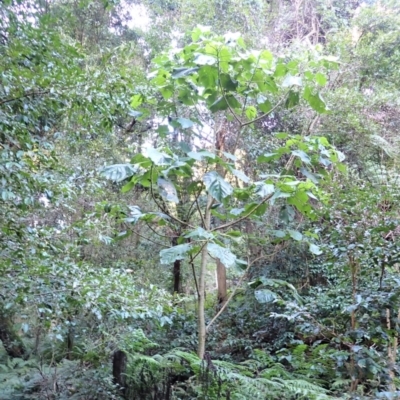 Dendrocnide excelsa (Stinging Tree) at Bodalla State Forest - 12 Jul 2023 by plants