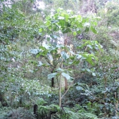 Dendrocnide excelsa (Stinging Tree) at Box Cutting Rainforest Walk - 11 Jul 2023 by plants