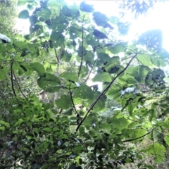 Dendrocnide excelsa at Kianga, NSW - 12 Jul 2023