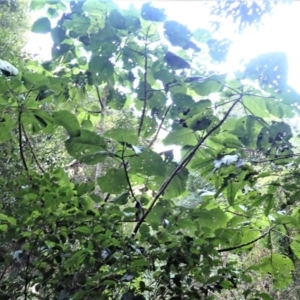 Dendrocnide excelsa at Kianga, NSW - 12 Jul 2023