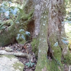 Schizomeria ovata (Crabapple) at Box Cutting Rainforest Walk - 11 Jul 2023 by plants