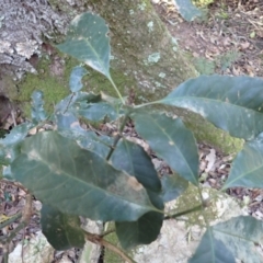 Schizomeria ovata at Kianga, NSW - 12 Jul 2023