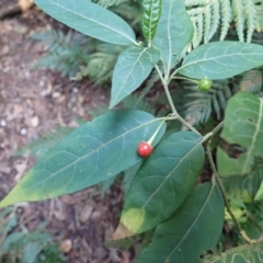 Solanum stelligerum (Devil's Needles) at Kianga, NSW - 11 Jul 2023 by plants