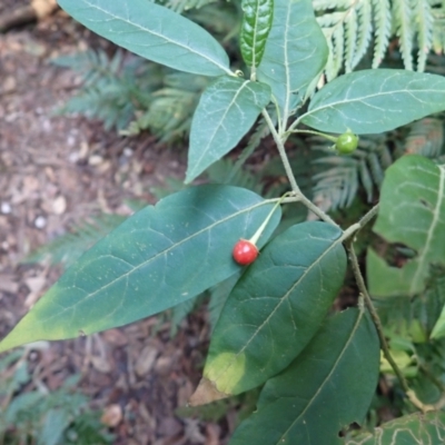 Solanum stelligerum (Devil's Needles) at Bodalla State Forest - 11 Jul 2023 by plants