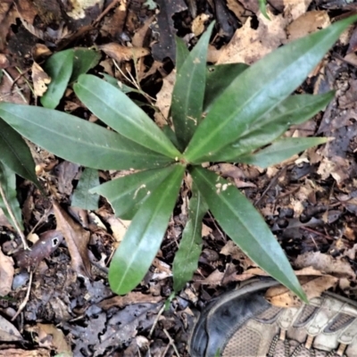 Tasmannia insipida (Brush Pepperbush, Dorrigo Pepper) at Bodalla State Forest - 11 Jul 2023 by plants