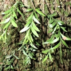 Tmesipteris parva (Small Fork Fern) at Bodalla State Forest - 12 Jul 2023 by plants