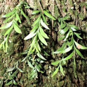 Tmesipteris parva at Kianga, NSW - 12 Jul 2023