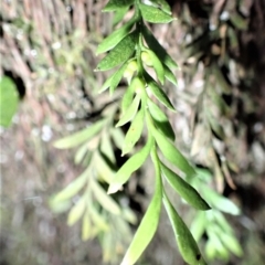 Tmesipteris parva at Kianga, NSW - 12 Jul 2023