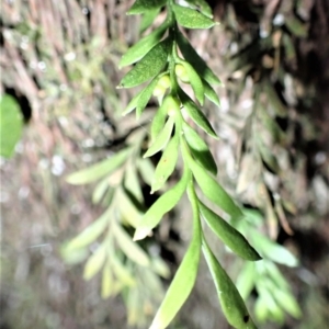 Tmesipteris parva at Kianga, NSW - 12 Jul 2023