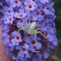 Lehtinelagia prasina (Leek-green flower spider) at Conder, ACT - 4 Jan 2023 by MichaelBedingfield