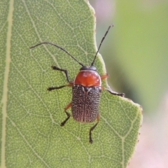 Aporocera (Aporocera) sculptilis (Leaf beetle) at Pollinator-friendly garden Conder - 5 Jan 2023 by michaelb