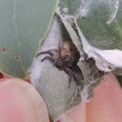 Cymbacha ocellata (Crab spider) at Conder, ACT - 7 Jan 2023 by michaelb