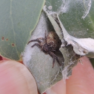 Cymbacha ocellata at Conder, ACT - 7 Jan 2023 11:34 AM