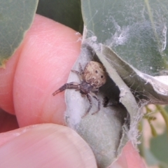 Cymbacha ocellata at Conder, ACT - 7 Jan 2023 11:34 AM