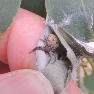 Cymbacha ocellata at Conder, ACT - 7 Jan 2023 11:34 AM