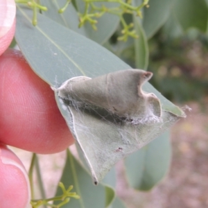 Cymbacha ocellata at Conder, ACT - 7 Jan 2023 11:34 AM