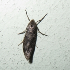 Lepidoscia (genus) ADULT (A Case moth) at Flynn, ACT - 11 Jul 2023 by Christine