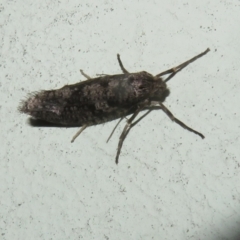 Lepidoscia (genus) ADULT at Flynn, ACT - 12 Jul 2023