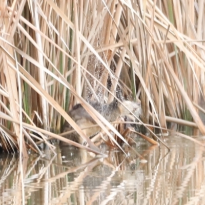 Hydromys chrysogaster (Rakali or Water Rat) at Fyshwick, ACT - 13 Jul 2023 by JimL