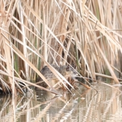 Hydromys chrysogaster at Fyshwick, ACT - 13 Jul 2023