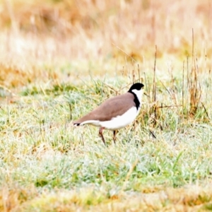 Vanellus miles at Fyshwick, ACT - 13 Jul 2023