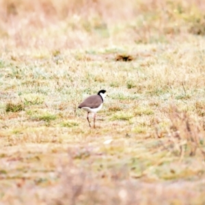 Vanellus miles at Fyshwick, ACT - 13 Jul 2023