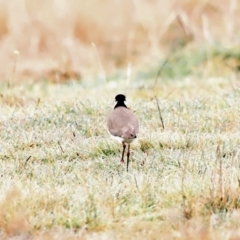 Vanellus miles at Fyshwick, ACT - 13 Jul 2023 09:38 AM